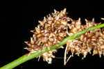 Cypressknee sedge